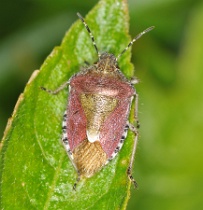 Dolycoris baccarum - Hairy Shieldbug